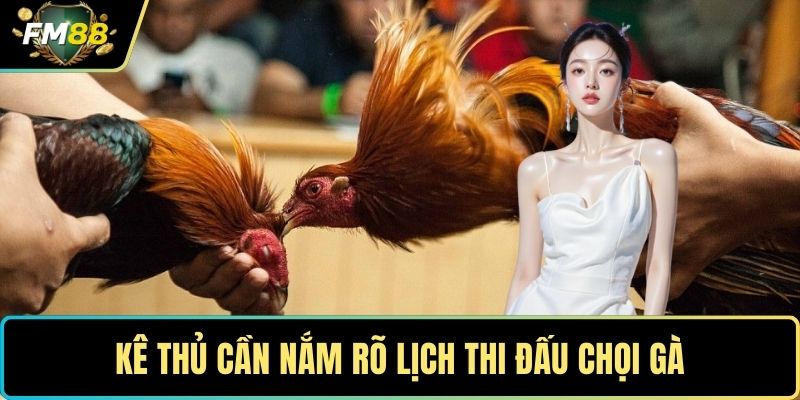 Kê thủ cần nắm rõ lịch thi đấu chọi gà